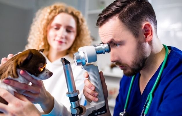 Evcilyum Veteriner Kliniği'nde Göz Cerrahisi ve Tedavileri