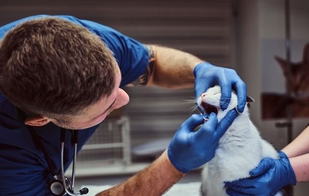 Evcilyum Veteriner Kliniği'nde Evcil Dostlarınızın Sağlığı İçin Dental Bakım ve Tedaviler