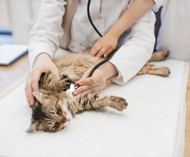 Evcilyum Veteriner Kliniği'nde Onkoloji Tedavileri ve Operasyonları