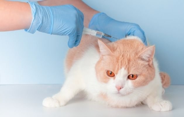 Evcilyum kedi aşı